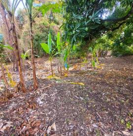 Gran Couva 3 Acre Agricultural Parcel For Sale