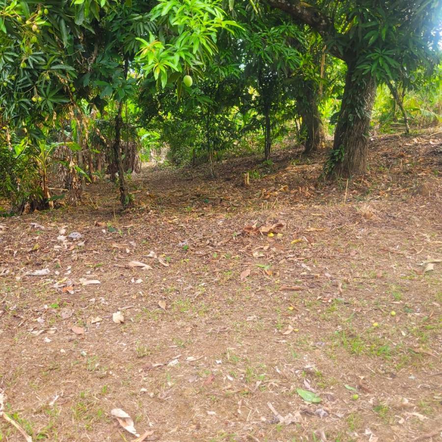 Gran Couva 3 Acre Agricultural Parcel For Sale